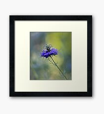 Blue Love in the Mist Framed Print