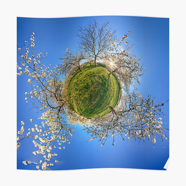 Cherry orchard in the spring Poster