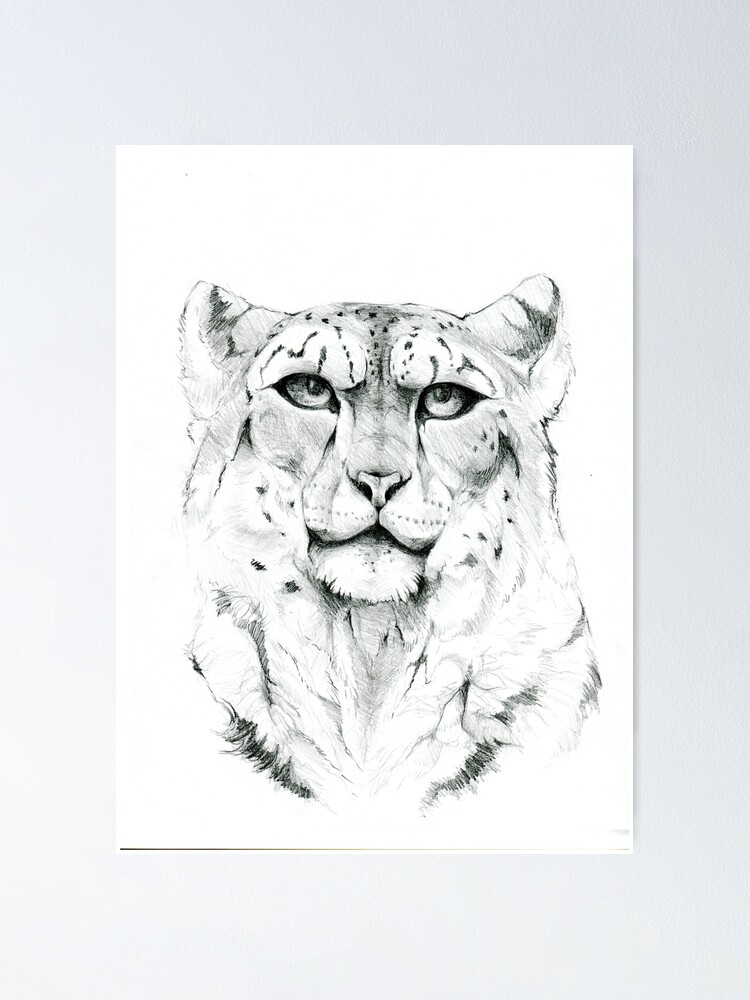 Snow Leopard Drawing Poster By Anlekstte Redbubble