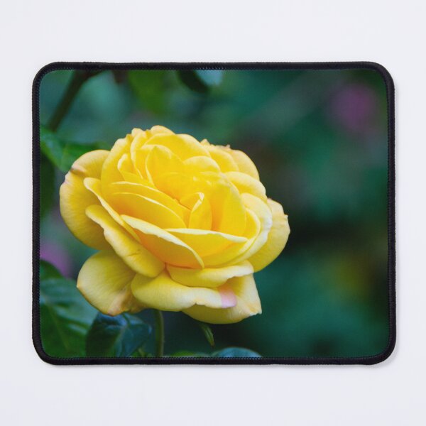 Item preview, The first rose of 2022 designed and sold by jchanders.