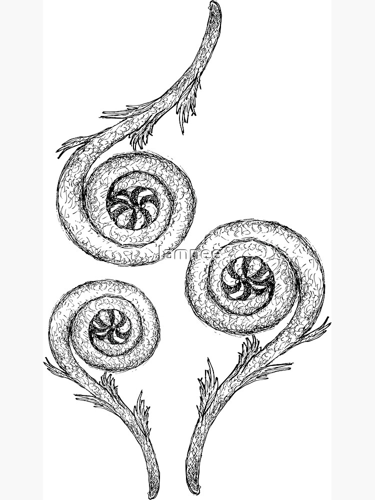 "Hand Drawn of Fiddlehead" Poster for Sale by Iamnee Redbubble