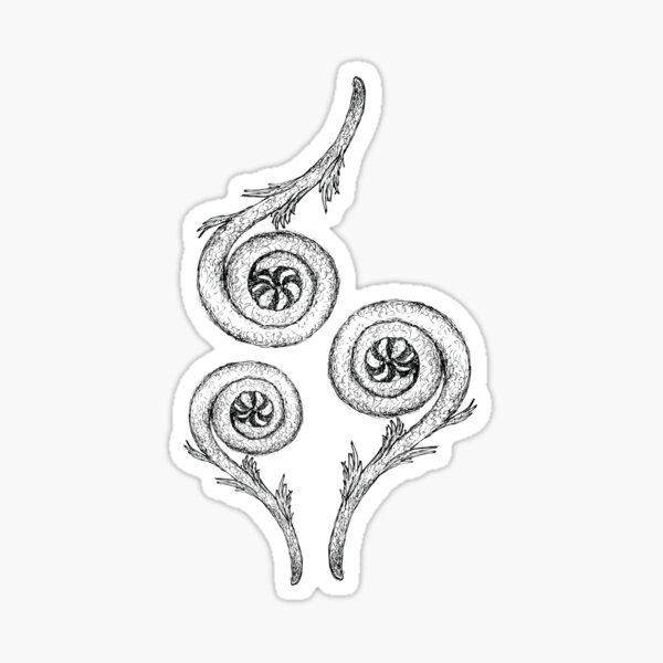 "Hand Drawn of Fiddlehead" Sticker for Sale by Iamnee Redbubble