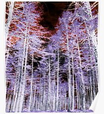 Enchanted Forest Poster