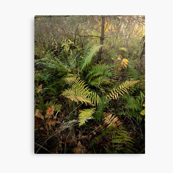 Ferns Canvas Print
