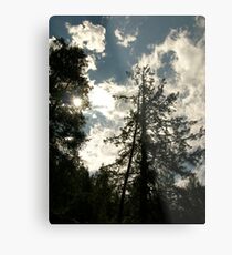 Magestic Pines Metal Print