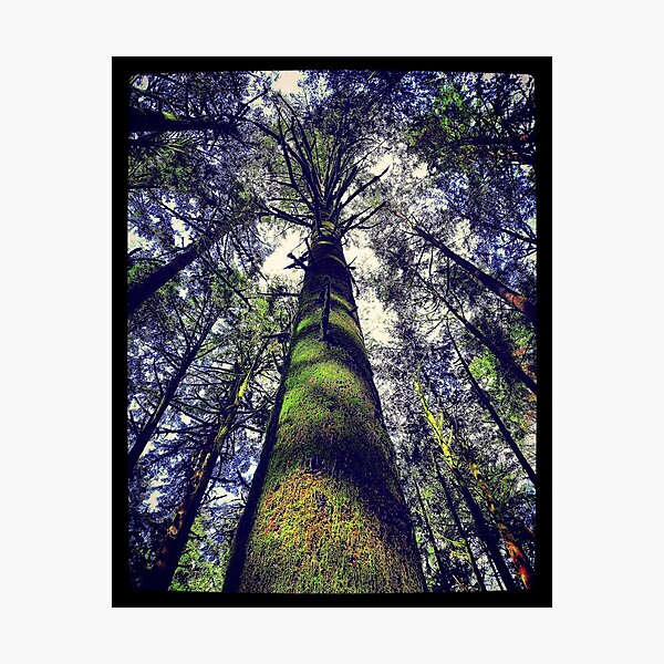 The Queen Photographic Print