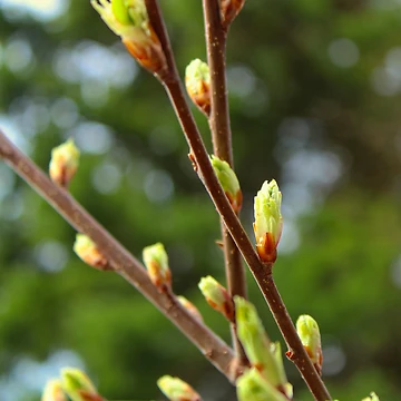 Artwork thumbnail, Spring by jenstever