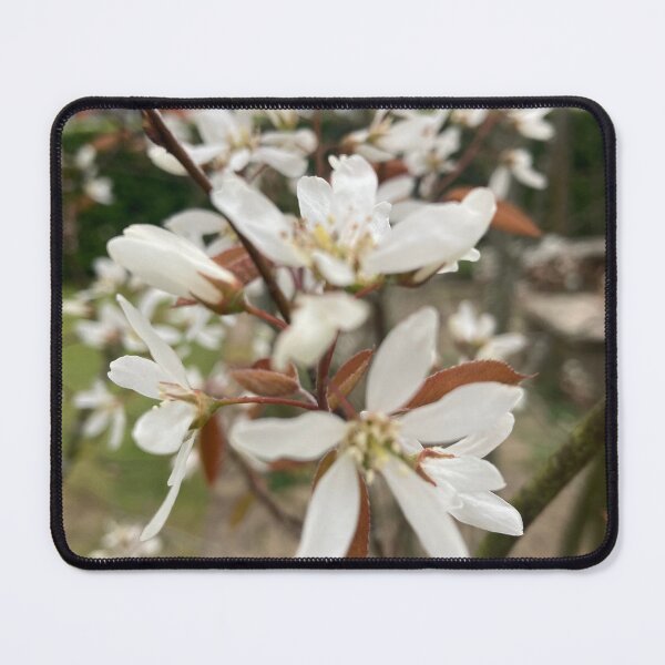 Item preview, Amelanchier Flower Photography designed and sold by OByD.