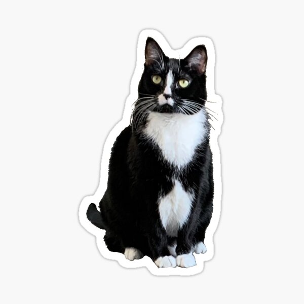 Pin de nome genérico en matching icons  Gatitos divertidos, Fotos  divertidas de gatos, Meme gato