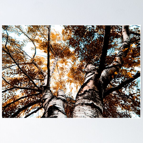 Item preview, The Orange Fall designed and sold by Mohammed Al-Ibrahim.