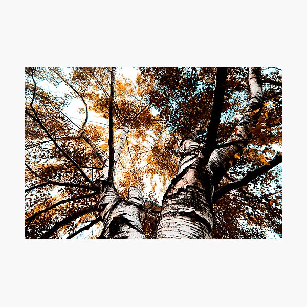 Aperçu de l'œuvre The Orange Fall créée et vendue par Mohammed Al-Ibrahim.