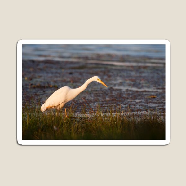 Item preview, Great White Egret designed and sold by Scott Carr.
