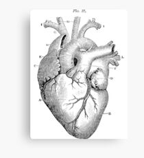 Anatomical Heart Canvas Print