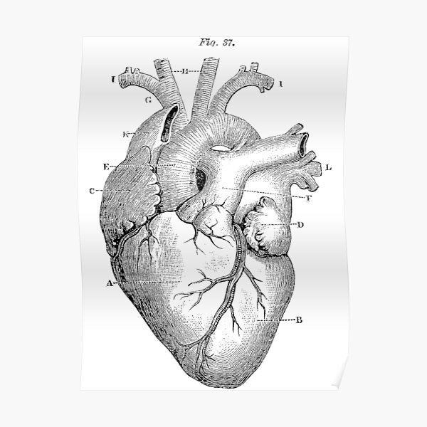 Anatomical Heart Poster