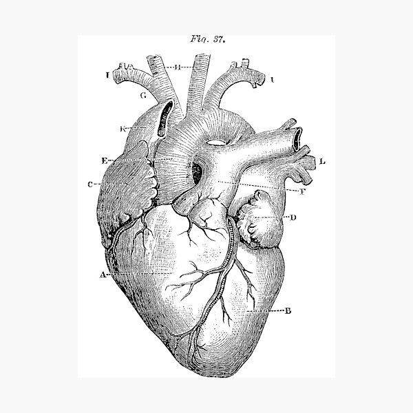 Anatomical Heart Photographic Print
