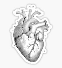 Anatomical Heart Sticker