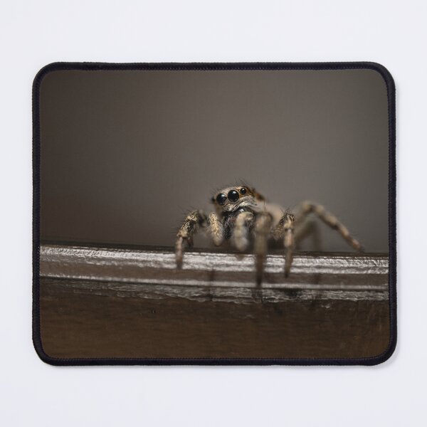 Item preview, Zebra spider designed and sold by Ewa Misztal.