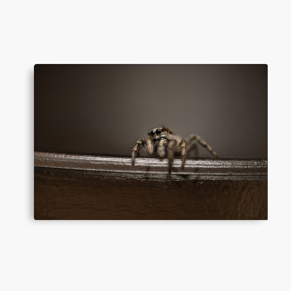 Zebra spider Canvas Print