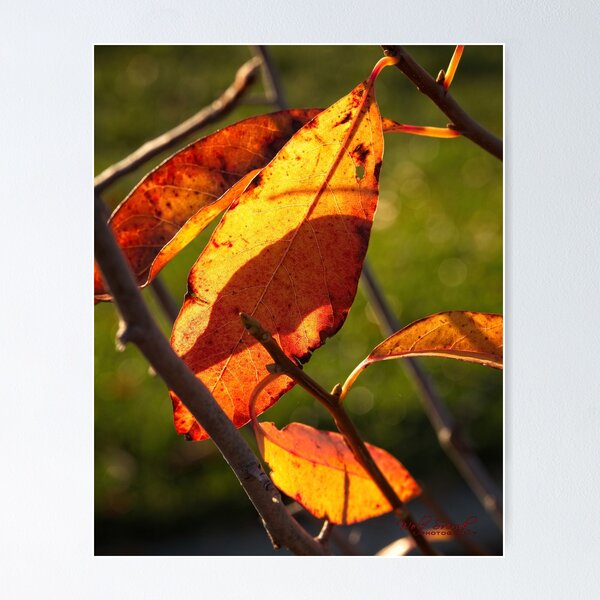 Aperçu de l'œuvre Gros plans d'automne (4) créée et vendue par Wolf Sverak Photography.