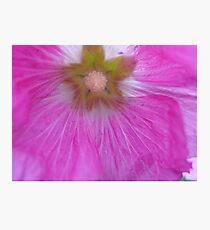 Pink summer dreams Photographic Print