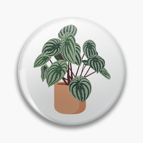 Item preview, Watermelon Peperomia Potted Plant designed and sold by zykydesigns.