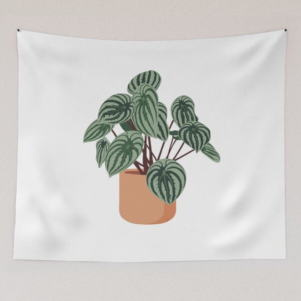 Item preview, Watermelon Peperomia Potted Plant designed and sold by zykydesigns.