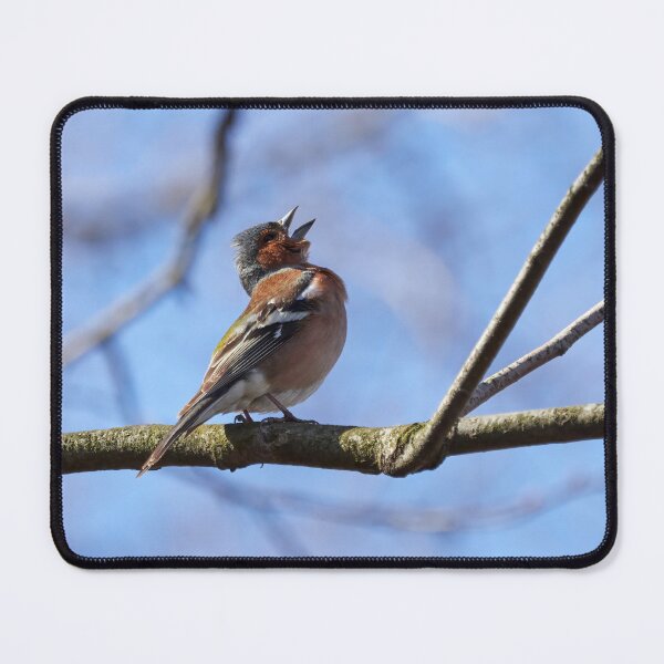 Item preview, Sing for the spring, Common chaffinch designed and sold by Jouko Lehto Photography.