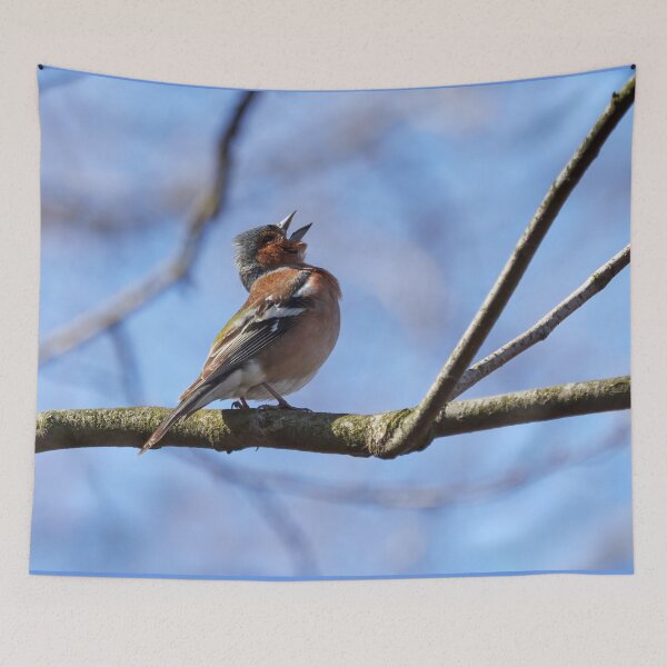 Item preview, Sing for the spring, Common chaffinch designed and sold by Jouko Lehto Photography.