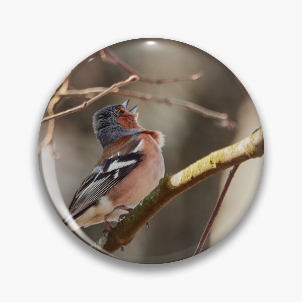 Item preview, Sing for the spring II, Common chaffinch designed and sold by Jouko Lehto Photography.