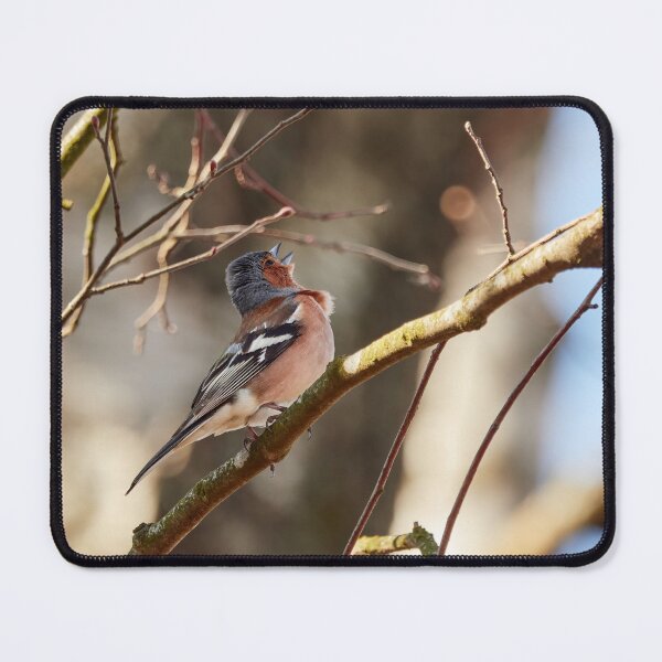 Item preview, Sing for the spring II, Common chaffinch designed and sold by Jouko Lehto Photography.