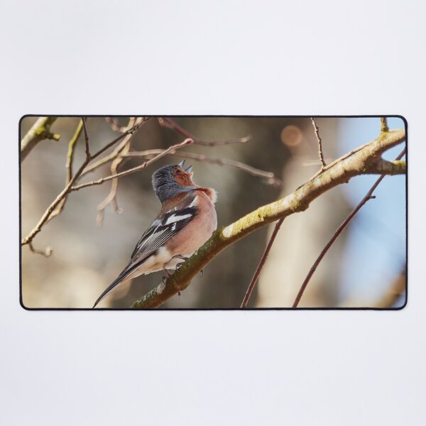 Item preview, Sing for the spring II, Common chaffinch designed and sold by Jouko Lehto Photography.