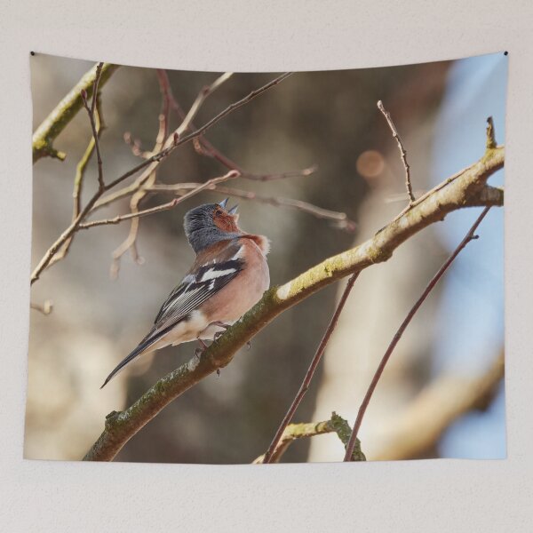 Item preview, Sing for the spring II, Common chaffinch designed and sold by Jouko Lehto Photography.