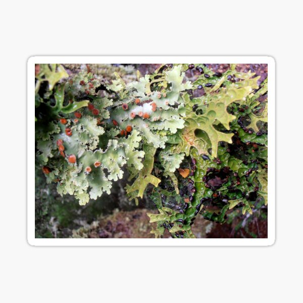 Item preview, Lichen Spores, Cradle Mountain, Tasmania, Australia.  designed and sold by kaysharp.