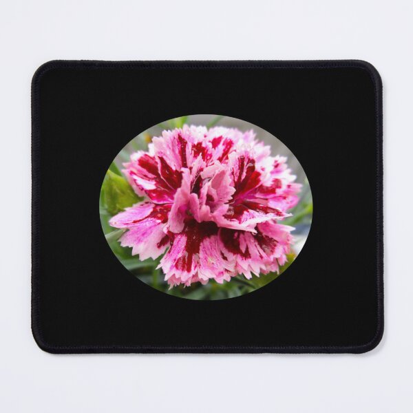 Item preview, Speckled carnation designed and sold by furayviltz.