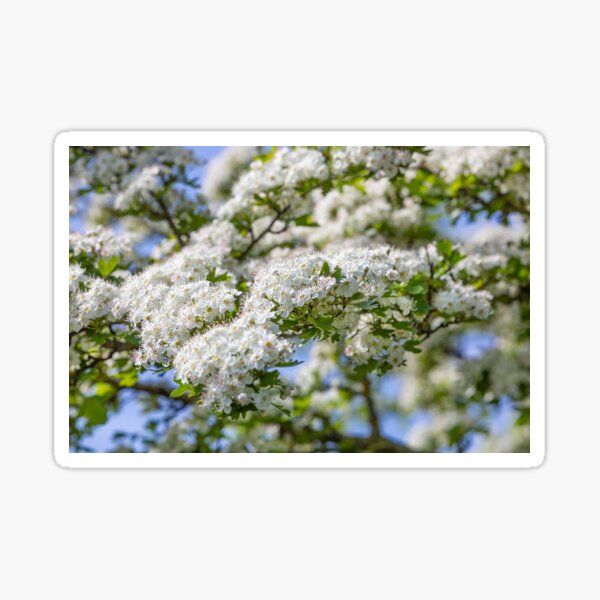 White Blossom Sticker