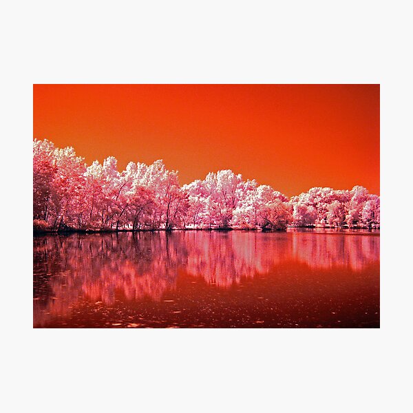 Tree's On Mars Photographic Print