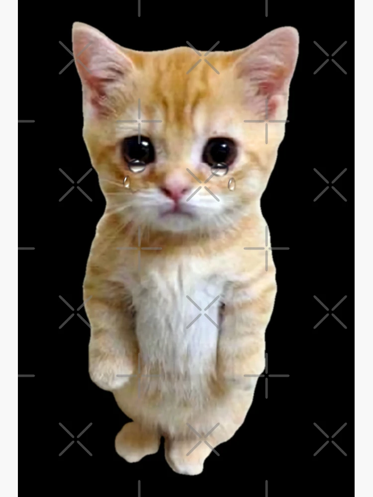 HQ Sad Crying Cat Standing Up Meme Photographic Print for Sale by  fomodesigns