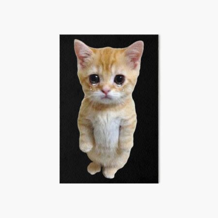 Standing cat pfp pls : r/zoemains