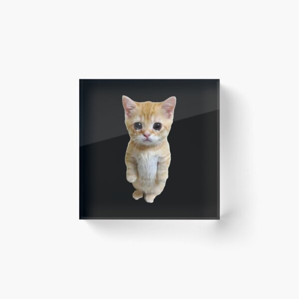 standing cat pfp meme : r/teenagers