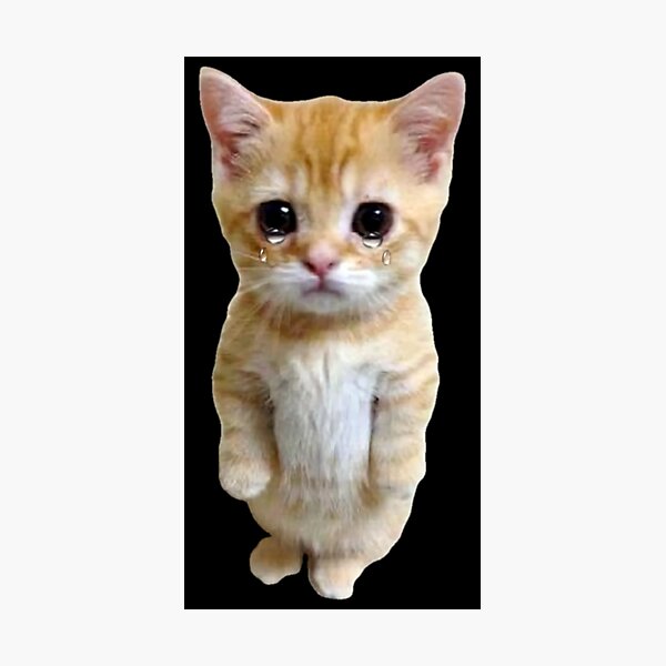 "HQ Crying Cat Standing Up Meme" Photographic Print for Sale by