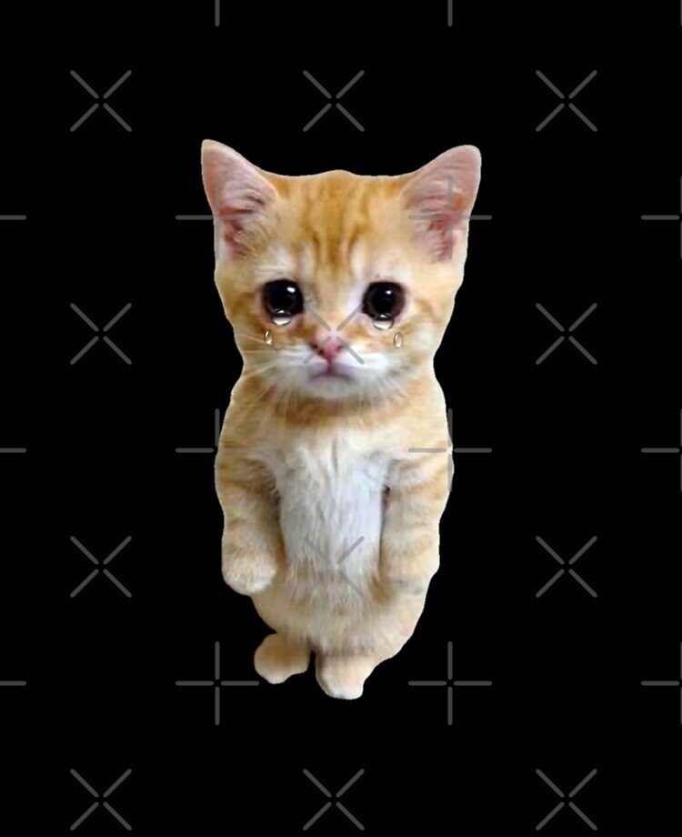 HQ Sad Crying Cat Standing Up Meme Photographic Print for Sale by  fomodesigns