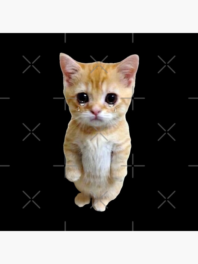 Hq Crying Cat Standing Up Meme