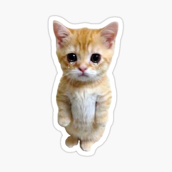 Hq Crying Cat Standing Up Meme Sticker For Sale By Fomodesigns Redbubble