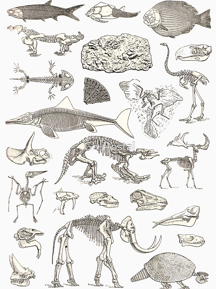 Paleontology Illustration by Go-Postal