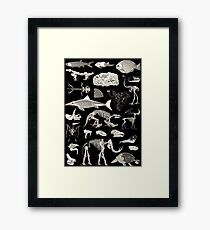 Paleontology Illustration Framed Print