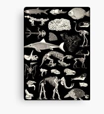 Paleontology Illustration Canvas Print