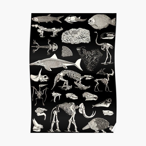 Paleontology Illustration Poster
