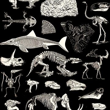 Artwork thumbnail, Paleontology Illustration by Go-Postal