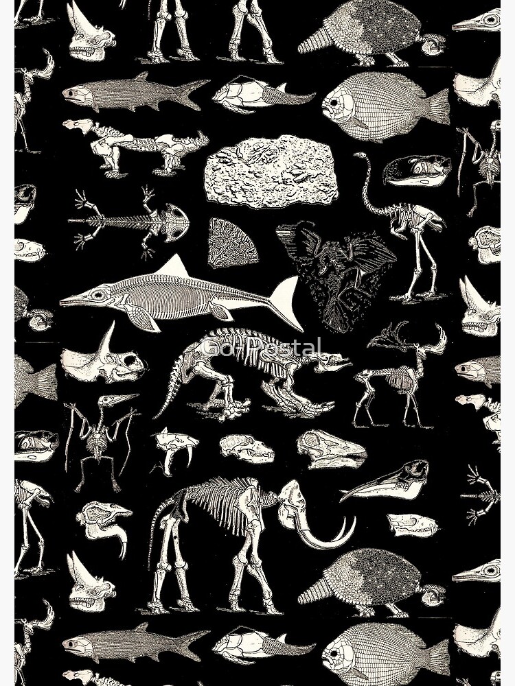 Paleontology Illustration by Go-Postal