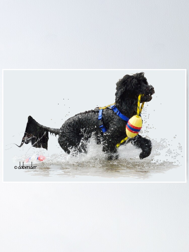 Portuguese Water Dog Retrieving a Yellow Float Line Poster for Sale by  NatureNotes